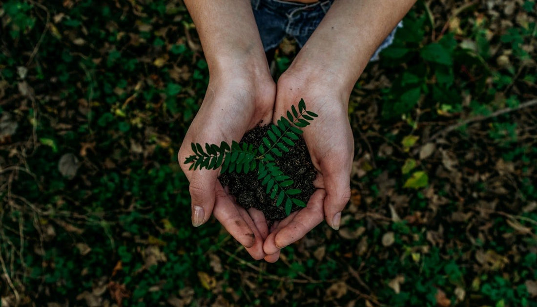 Top 5 Sustainable Luxury Perfume Brands That Plant Trees and Protect the Planet - M'OUD Switzerland